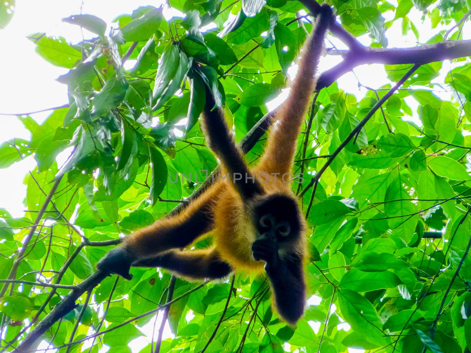 Squirrel monkey, Corcovado National Park, Osa Peninsula, Costa Rica