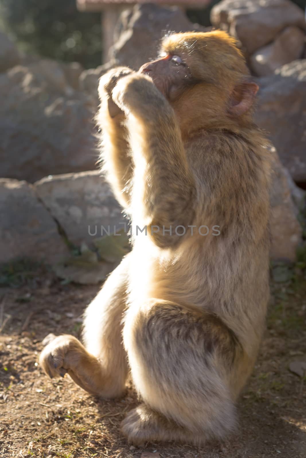 Ifrane Azrou, monkeys in the forest in Morocco.