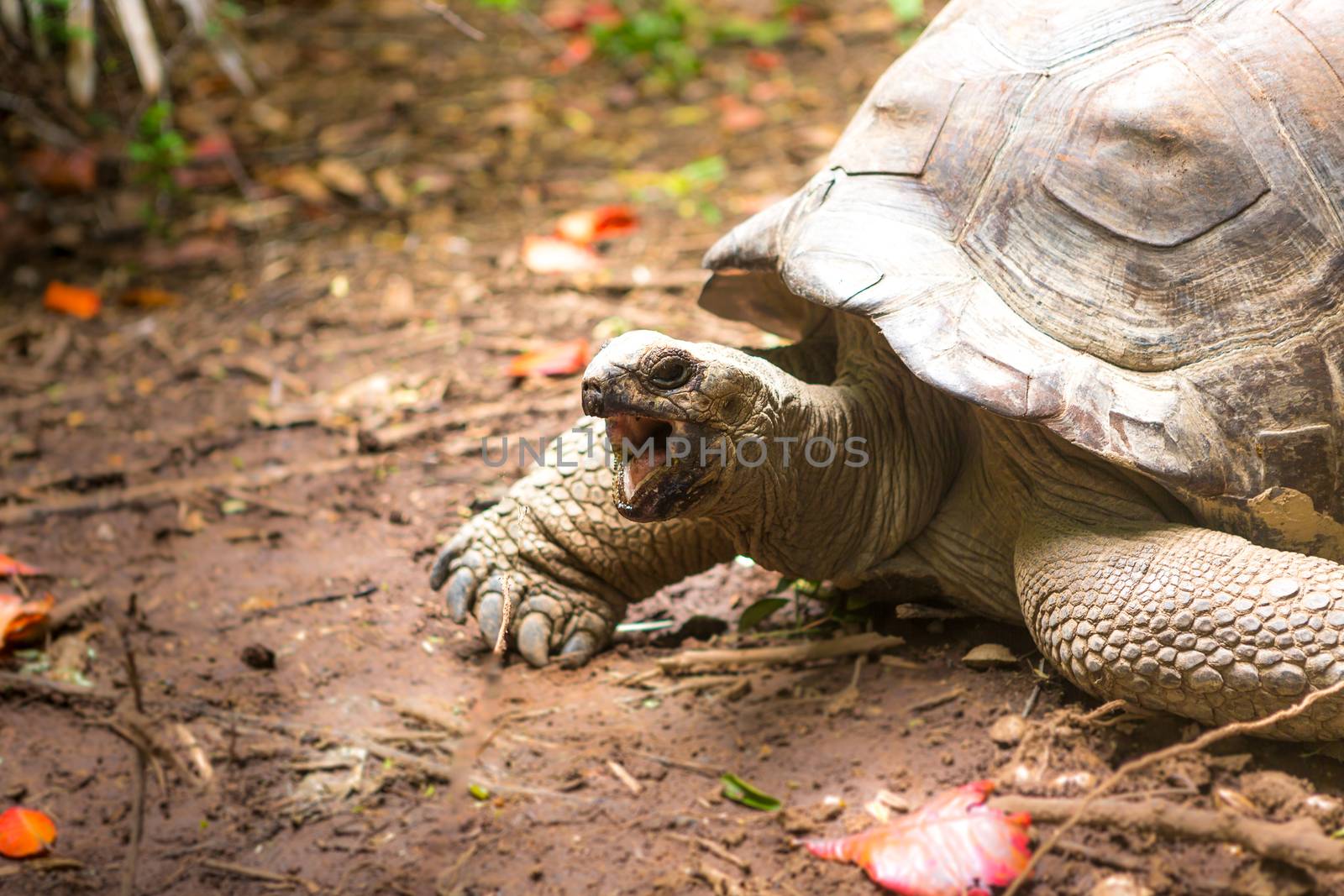Giant turtles in Island Seychelles.