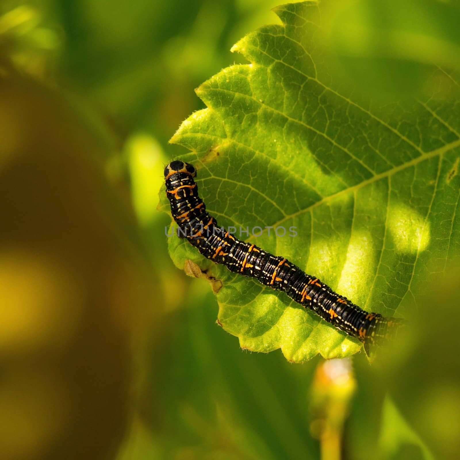 Black and orange caterpillar feeding on a lush green leaf. by blueandrew8000@hotmail.com