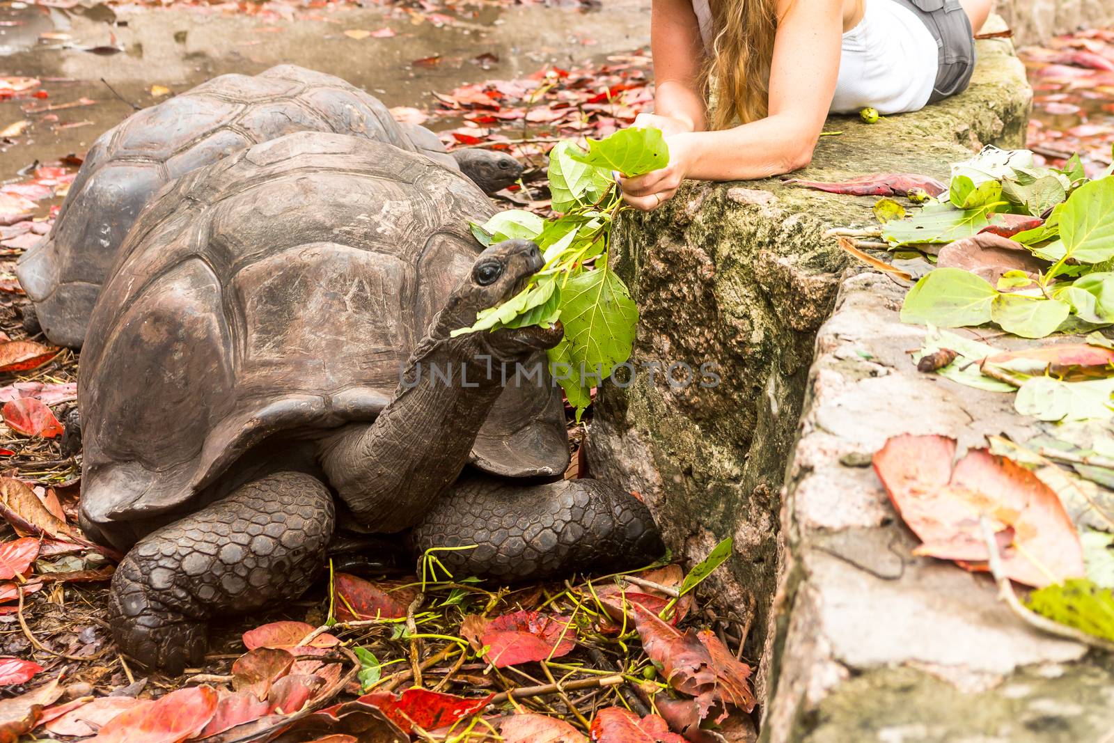 Giant turtles in Island Seychelles. by SeuMelhorClick