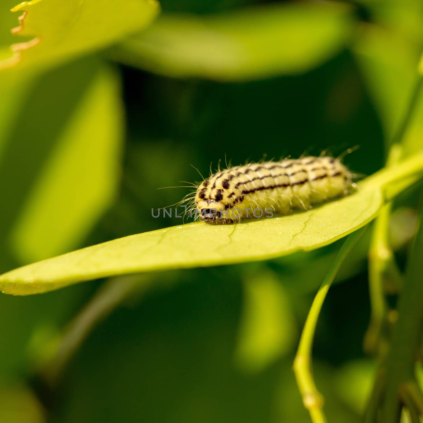 Macro shot of a white caterpillar walking along a bright green leaf.