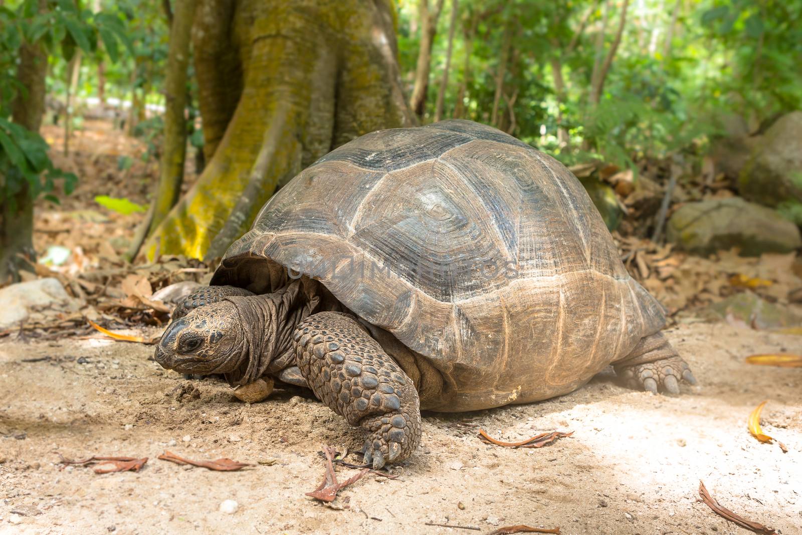 Giant turtles in Seychelles. Animals.