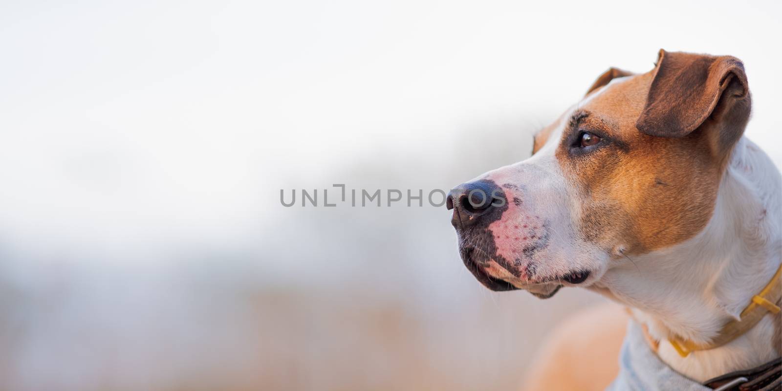 Portrait of an active dog outdoors, hero shot and copy space by photoboyko