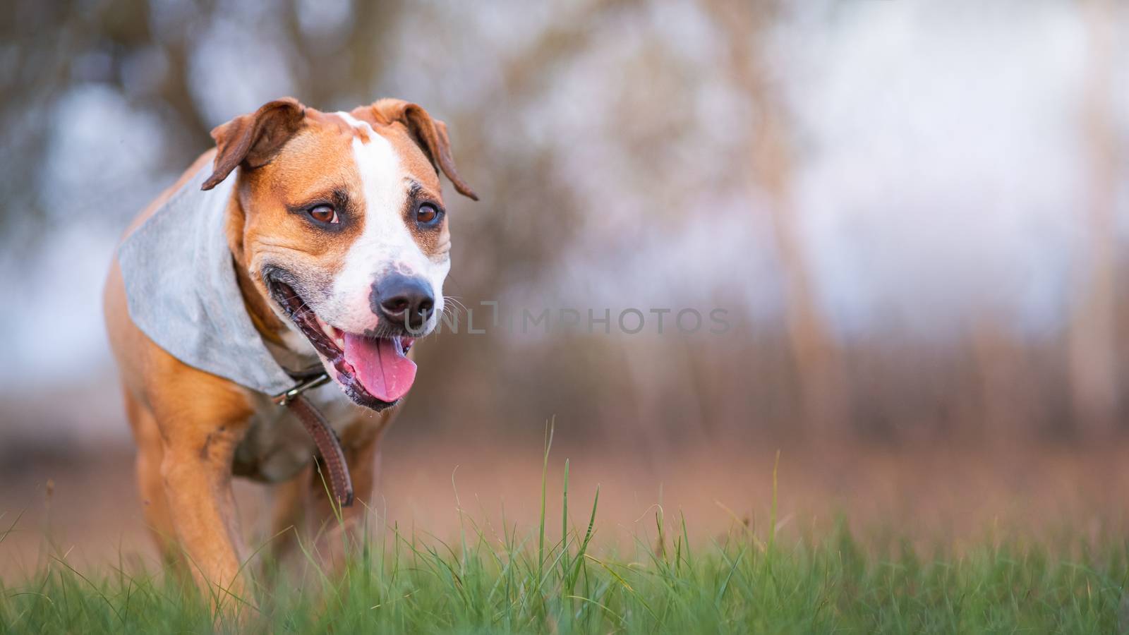 Smiling staffordshire terrier dog walking to the camera. by photoboyko