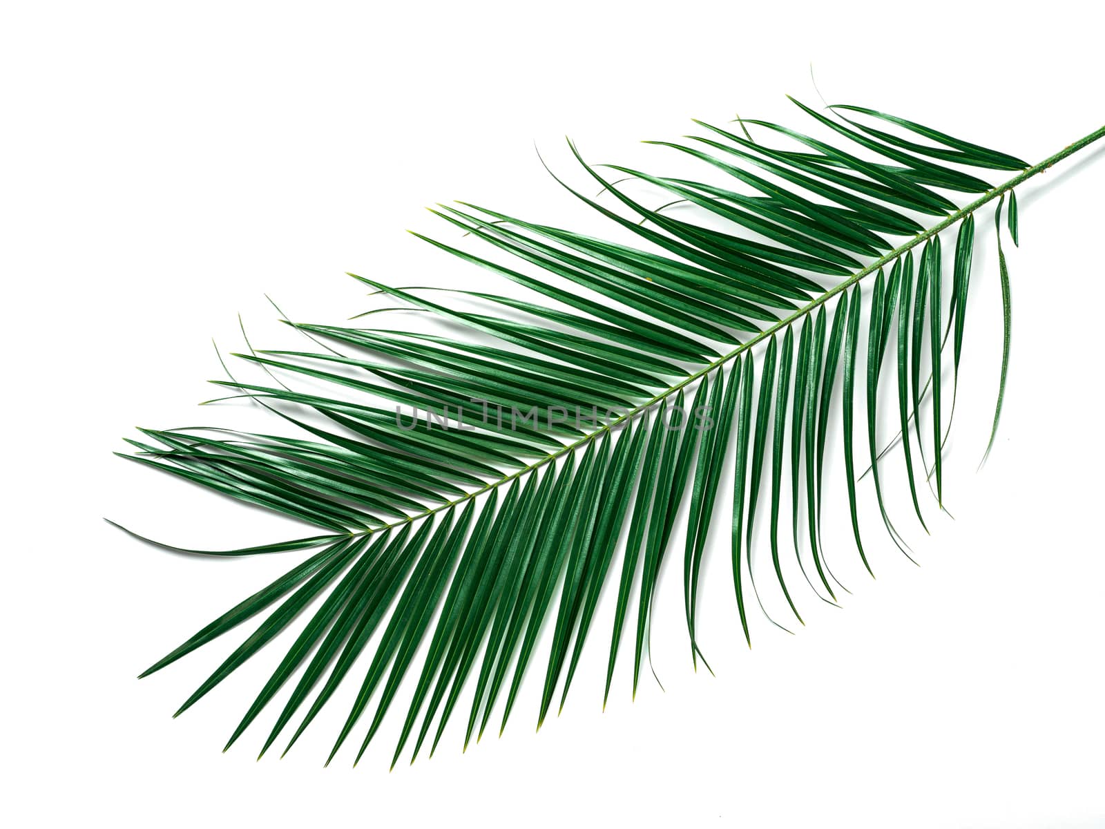 Palm leaves isolated on white background. Tropical palm leaves top view or flat lay. Copy space for text or design. Tropical palm leave, jungle leave floral pattern background