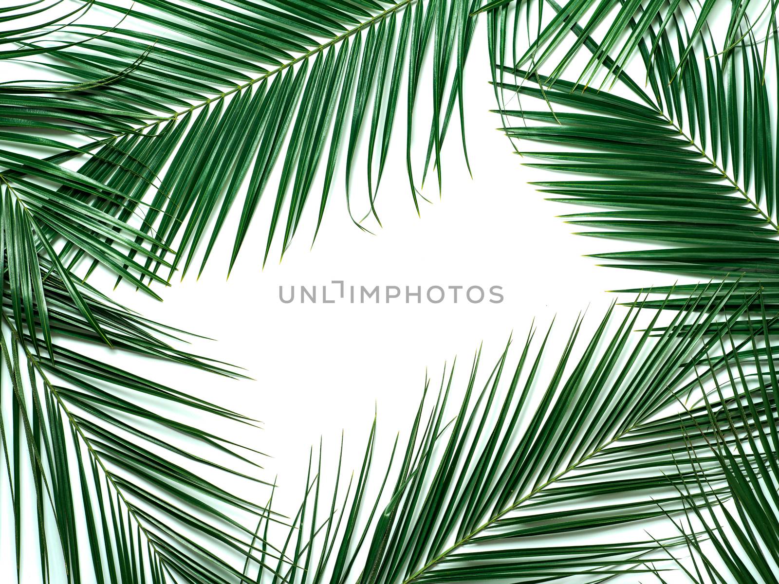 Palm leaves isolated on white background. Tropical leaves top view or flat lay. Tropical background, copy space in center for text or design. Tropical palm leaves,jungle leaf floral pattern background