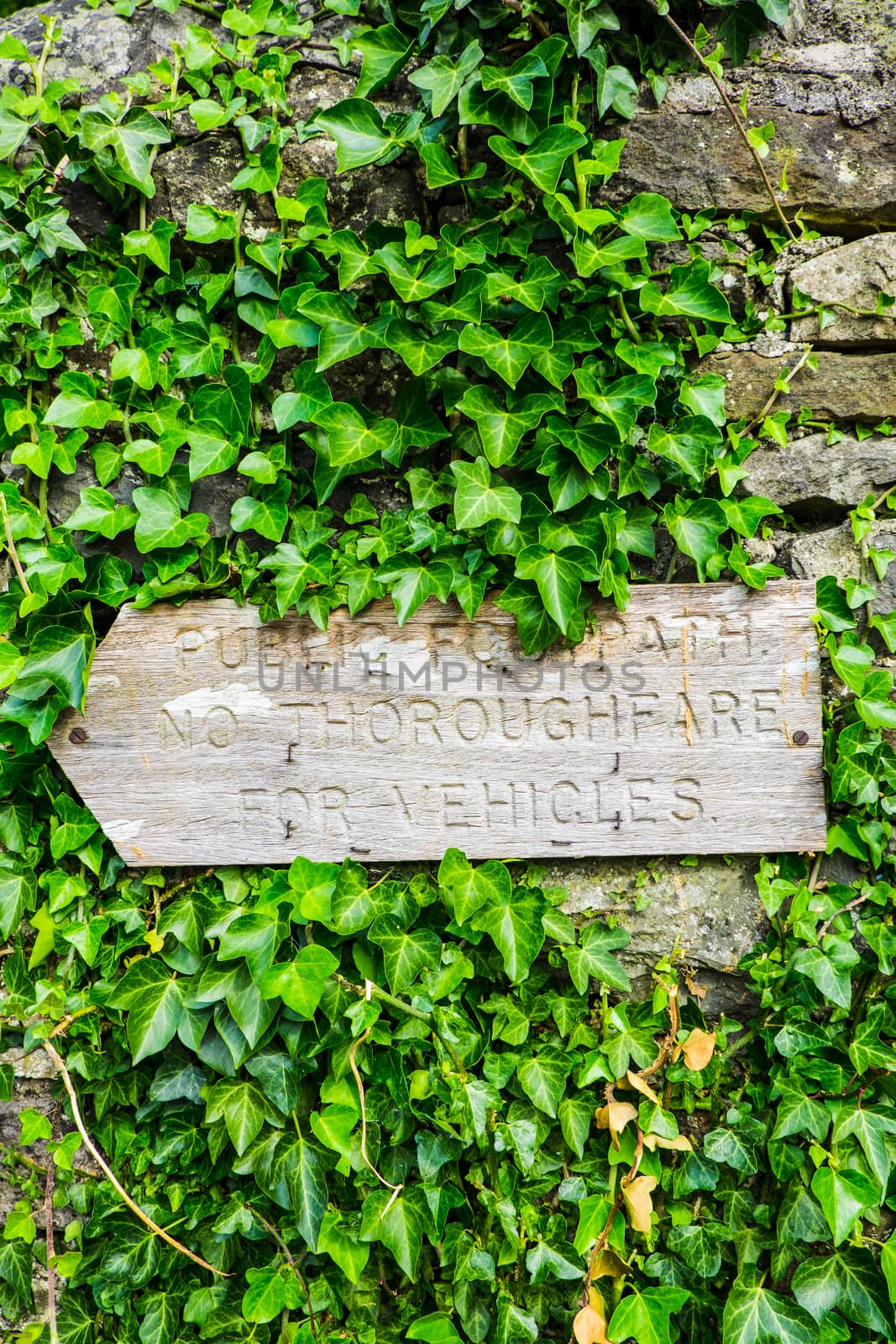 Rustic wooden Public Footpath sign half covered by green ivy by paddythegolfer