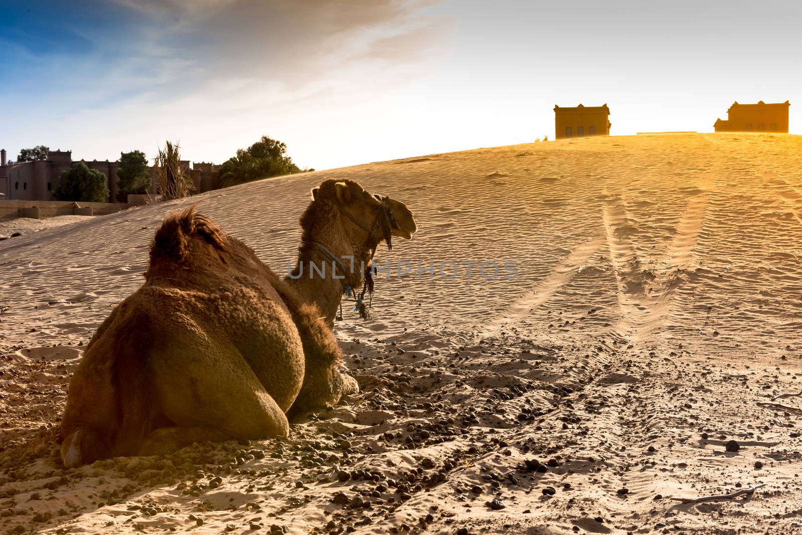 Merzouga in the Sahara Desert in Morocco