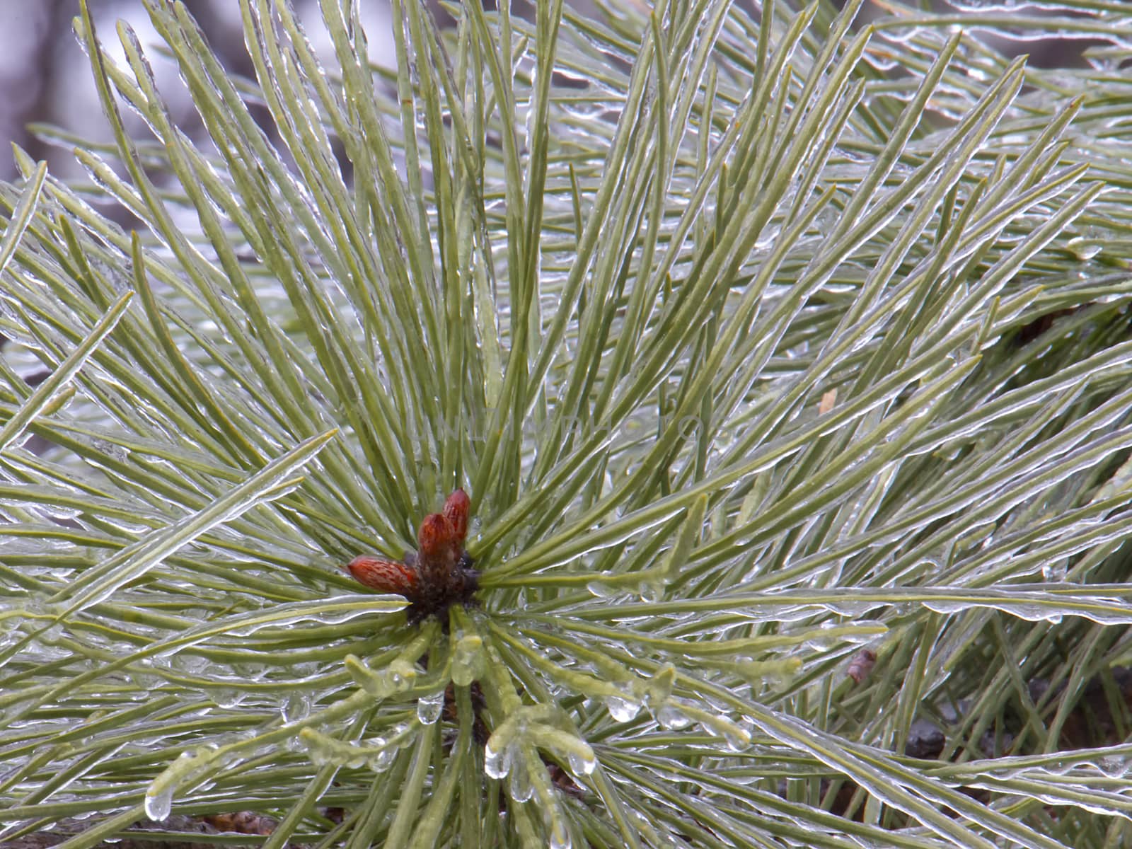 Frozen Pine Needles by CharlieFloyd