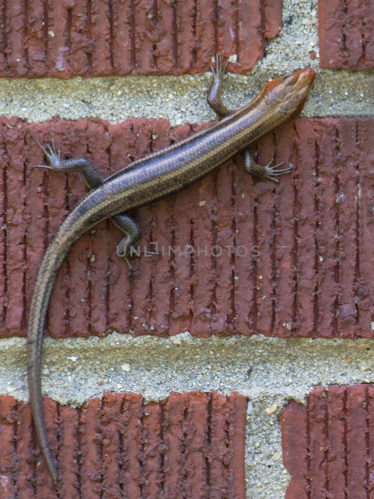 Brown lizard clings to red brick wall.