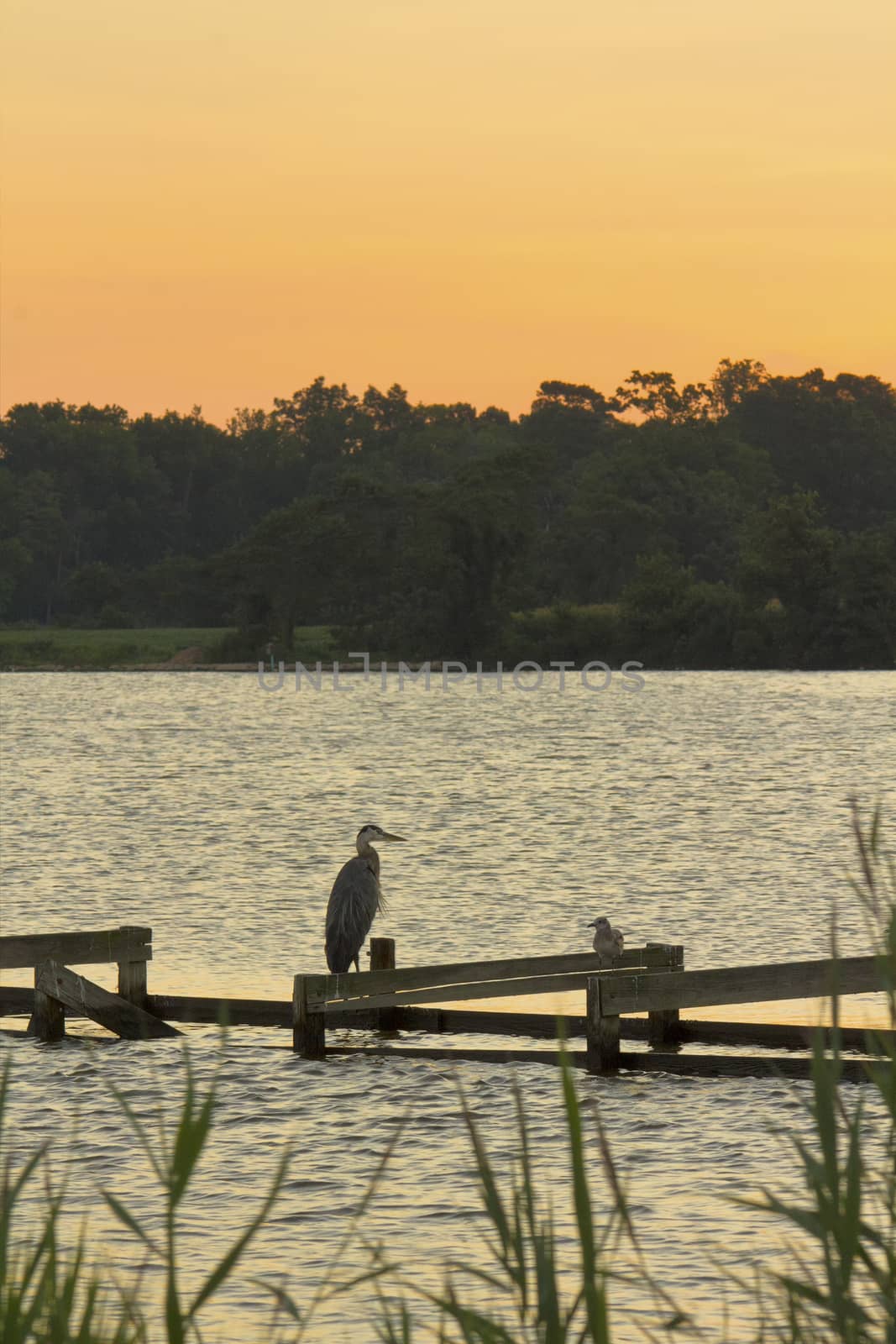 Great blue heron, seagull await the morning sun
