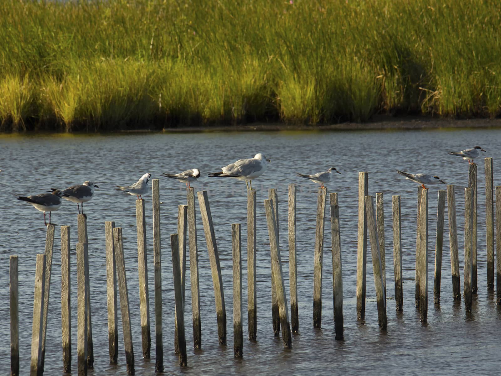 Group of seagulls standing on sticks by CharlieFloyd
