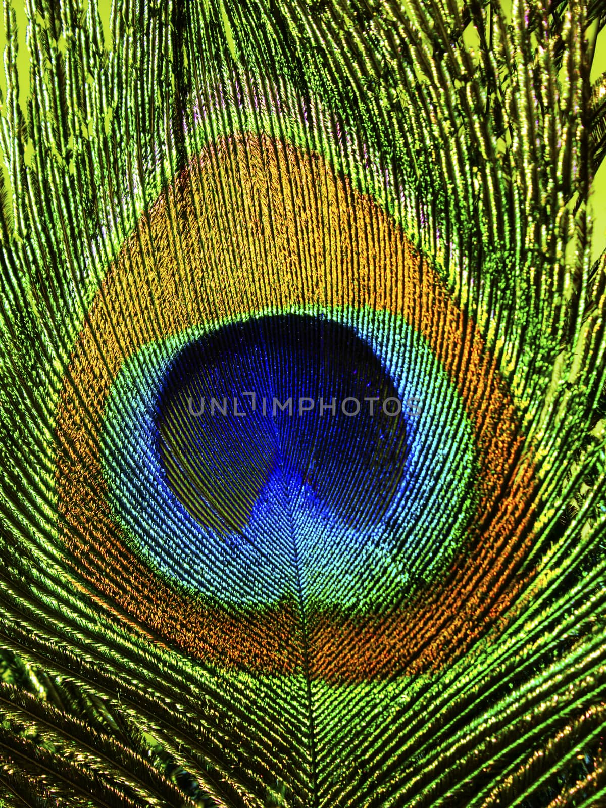 Colorful peacock feather eye in closeup