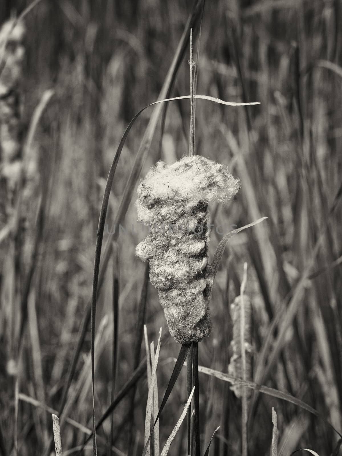 Cattail in bloom at Blackwater NWR in monochrome