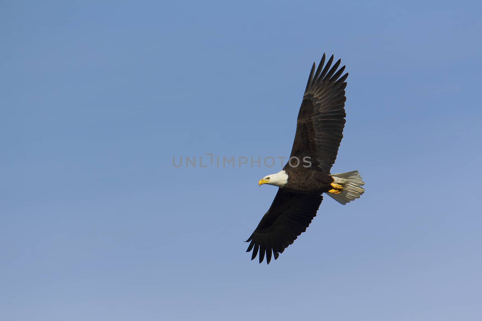 Adult bald eagle soars overhead while fishing.