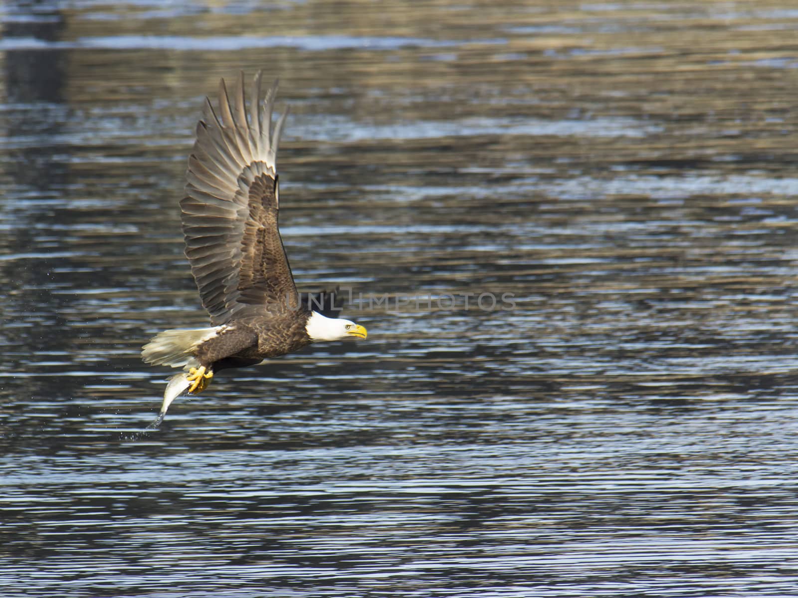 Adult bald eagle with fish by CharlieFloyd