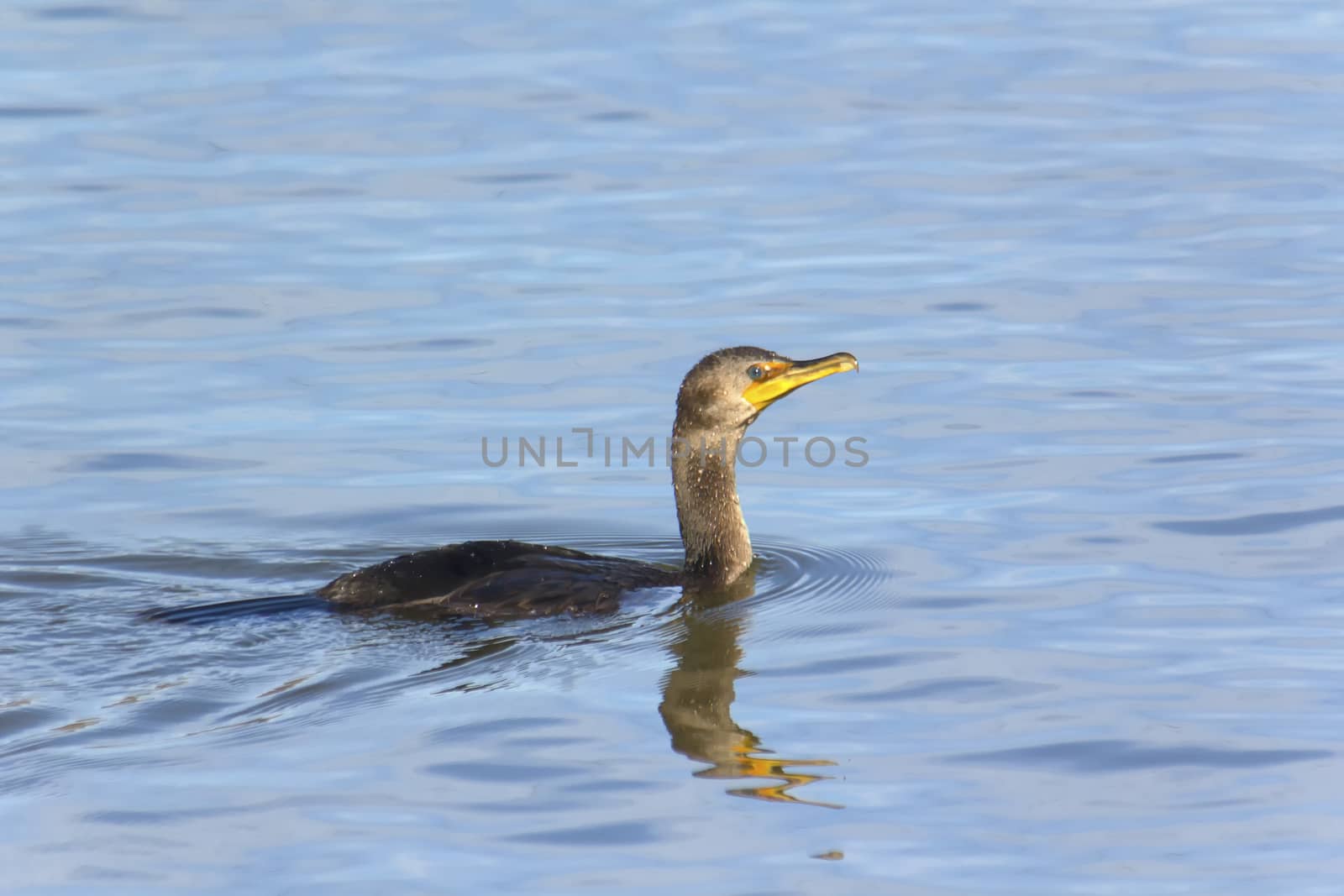 Cormorant swimming in river by CharlieFloyd