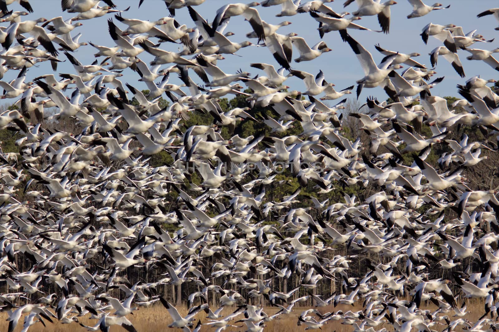 Multitude of snow geese blast off