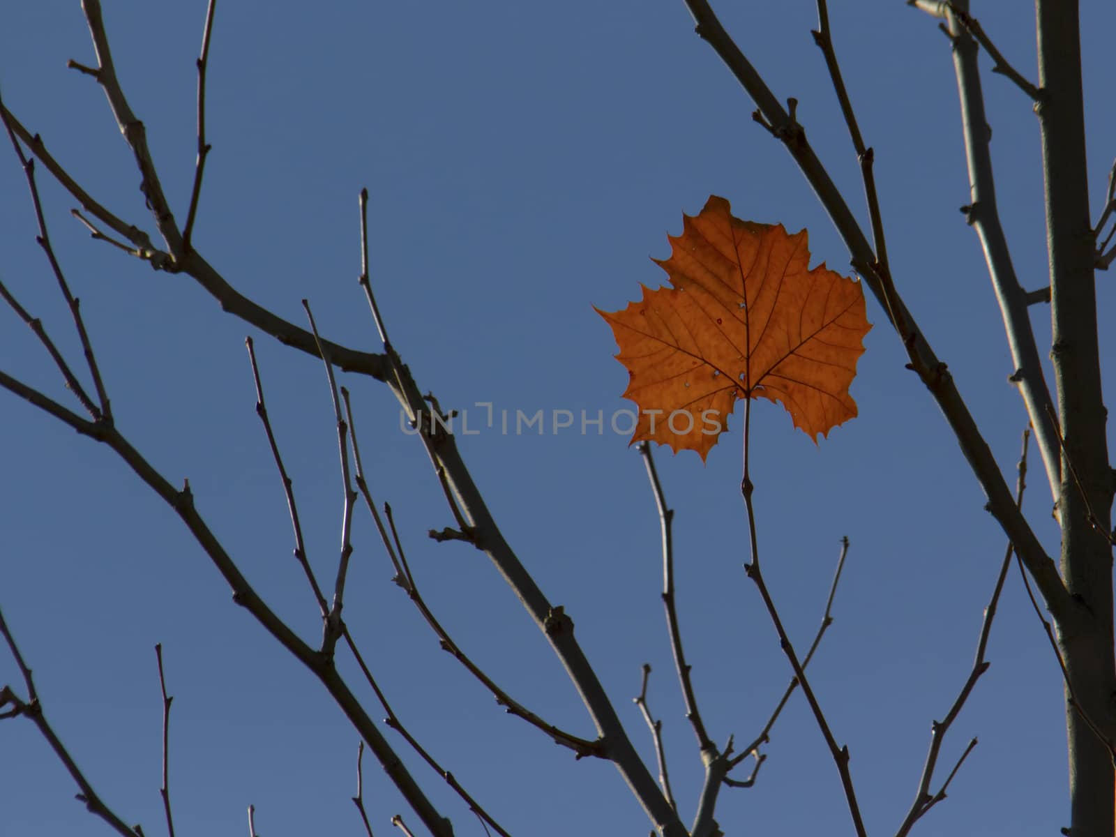 Single leaf remains on treetop