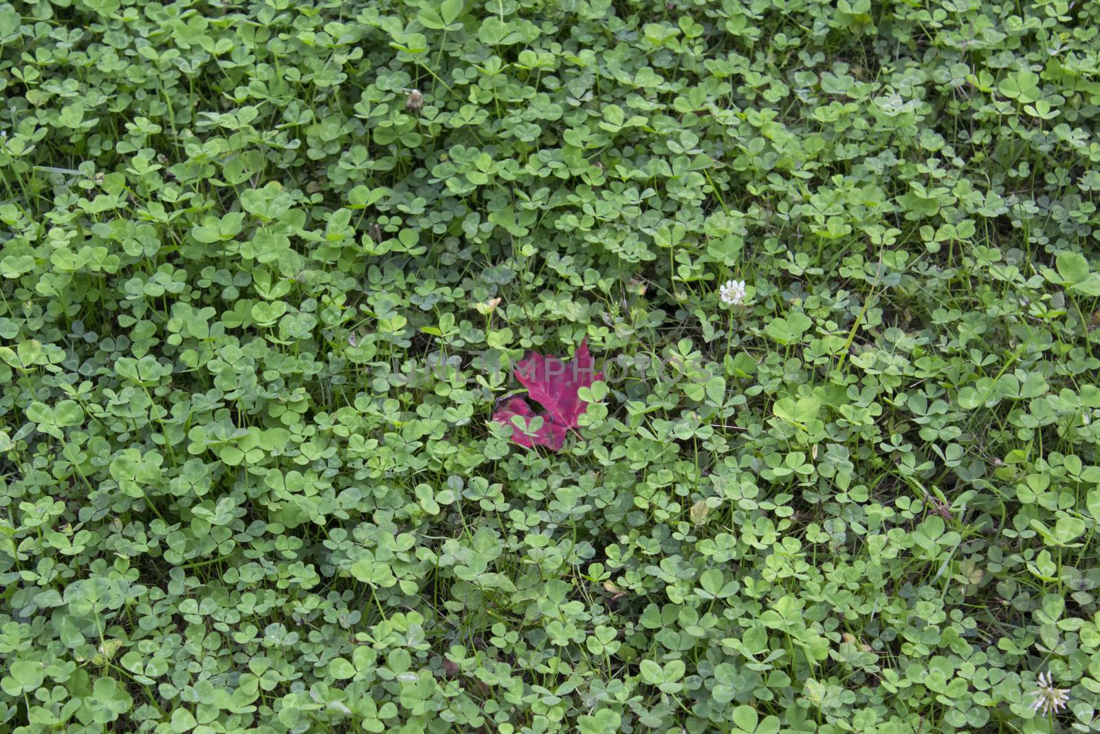 Field of clover with red maple leaf