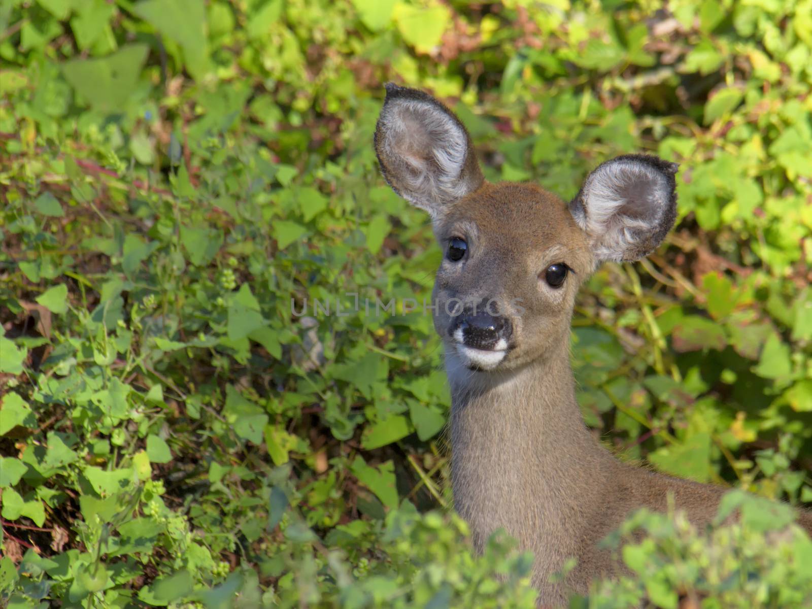 White-tailed deer in woods by CharlieFloyd