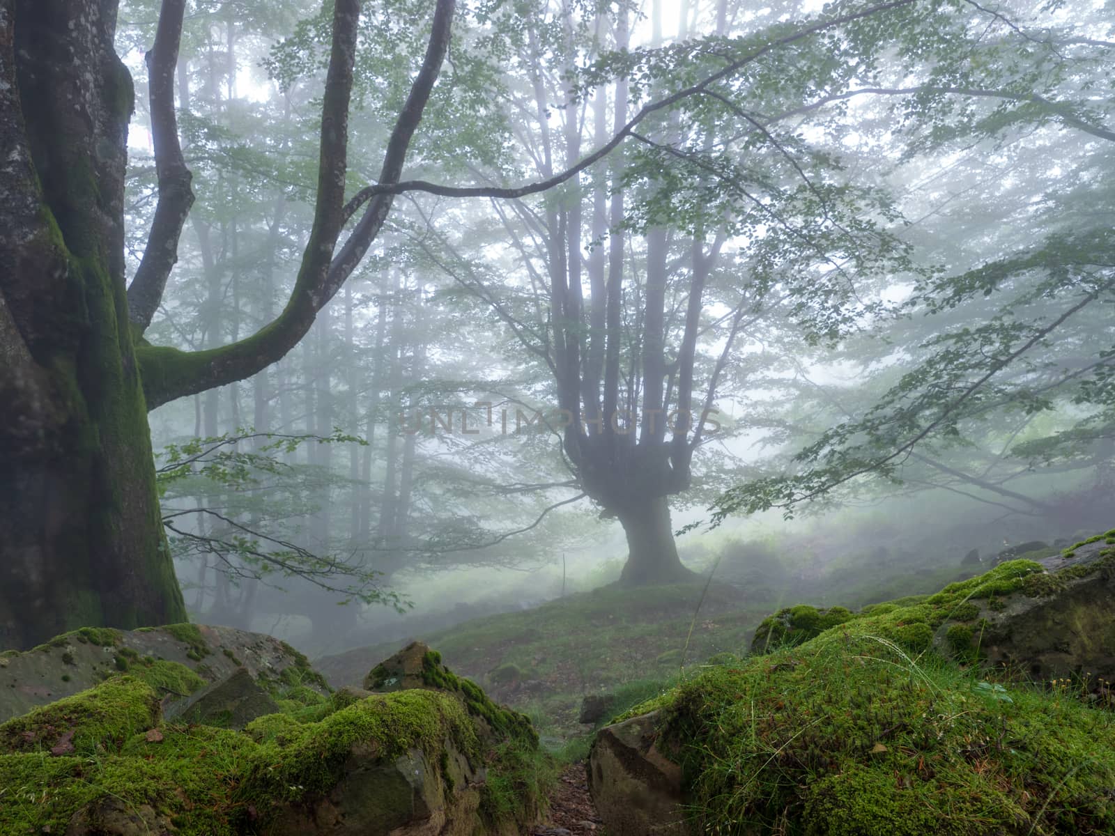 forest landscape in autumn with fog