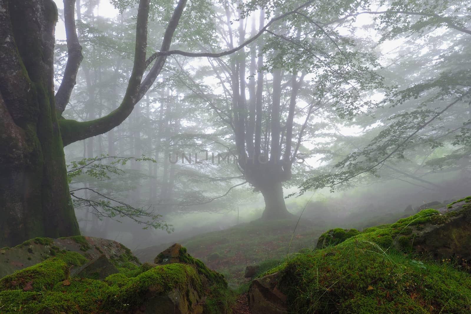 forest landscape in autumn with fog