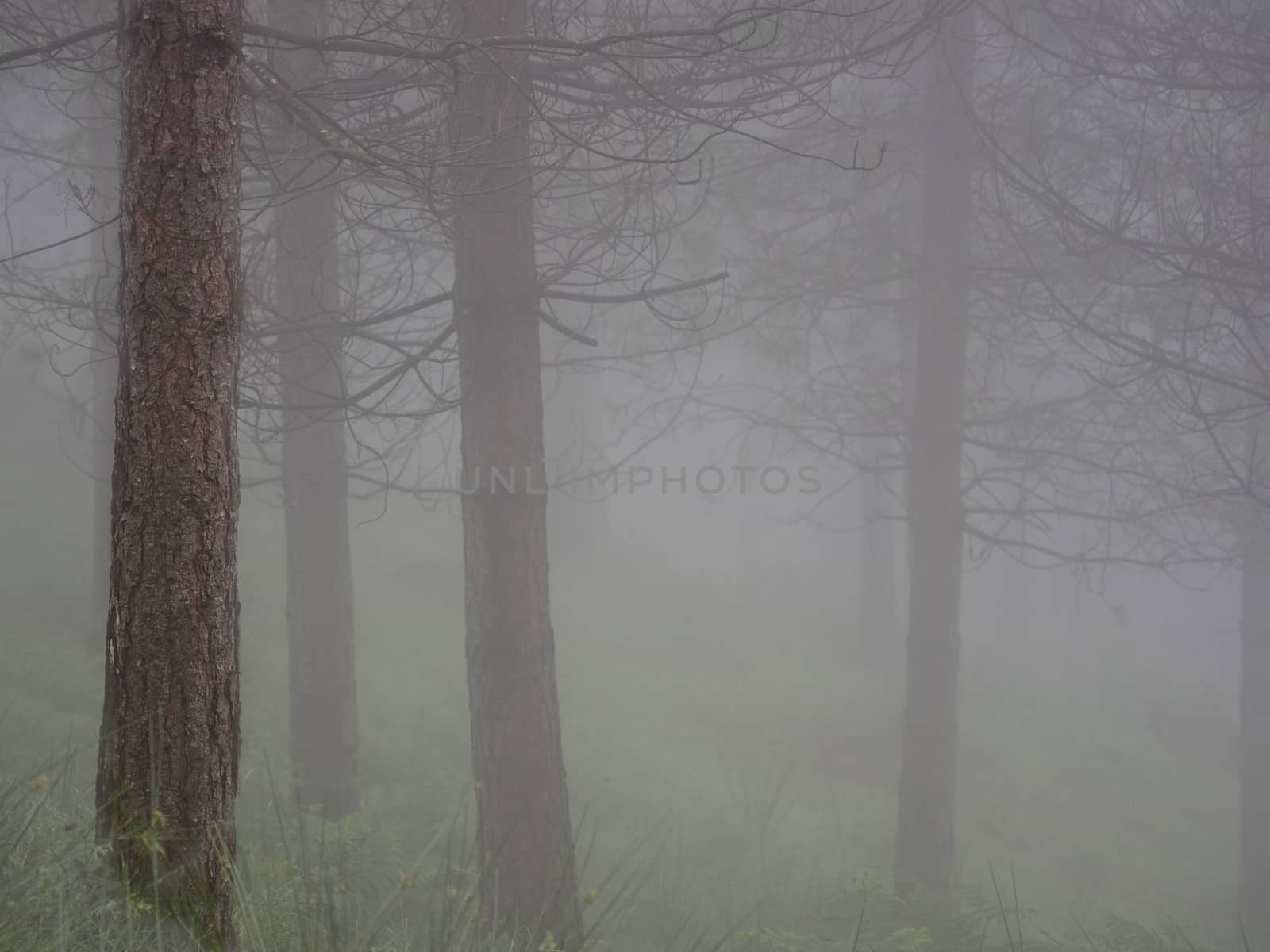 forest landscape in autumn with fog by jmagfoto