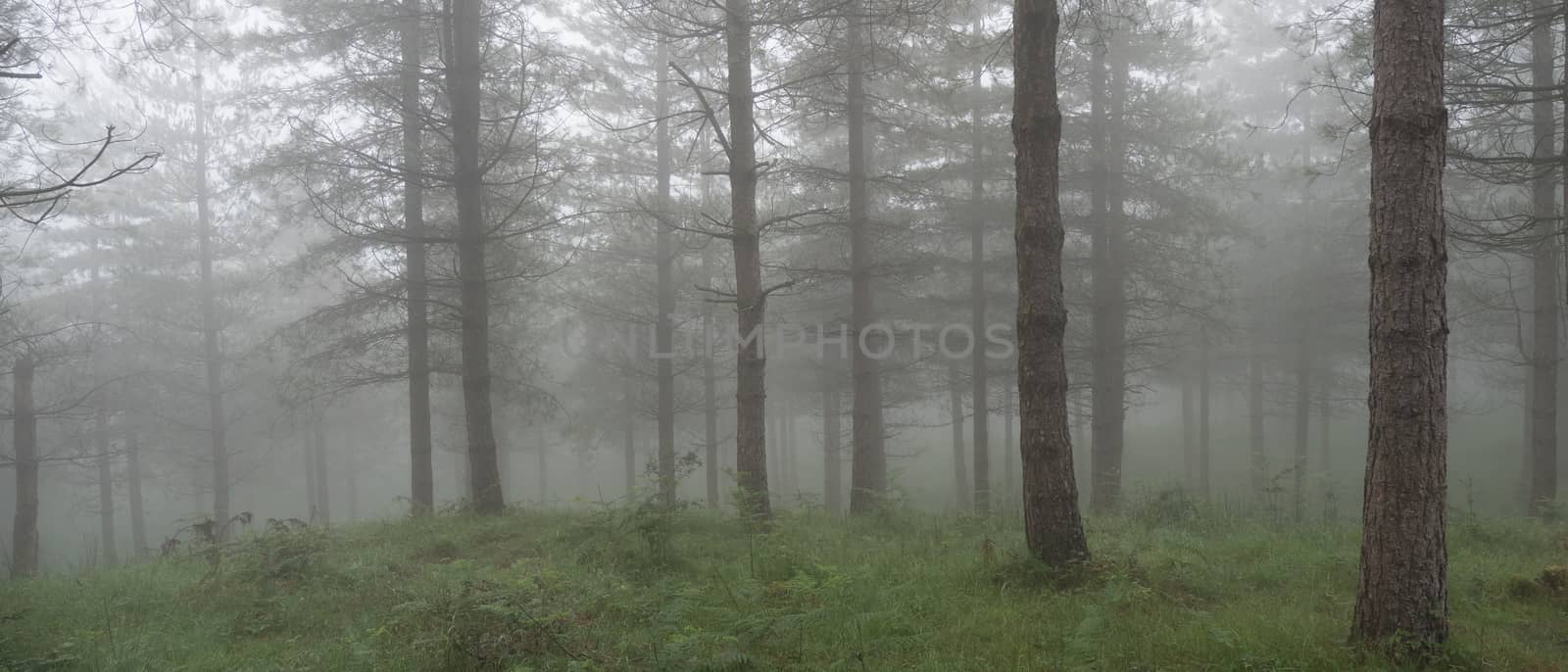 forest landscape in autumn with fog