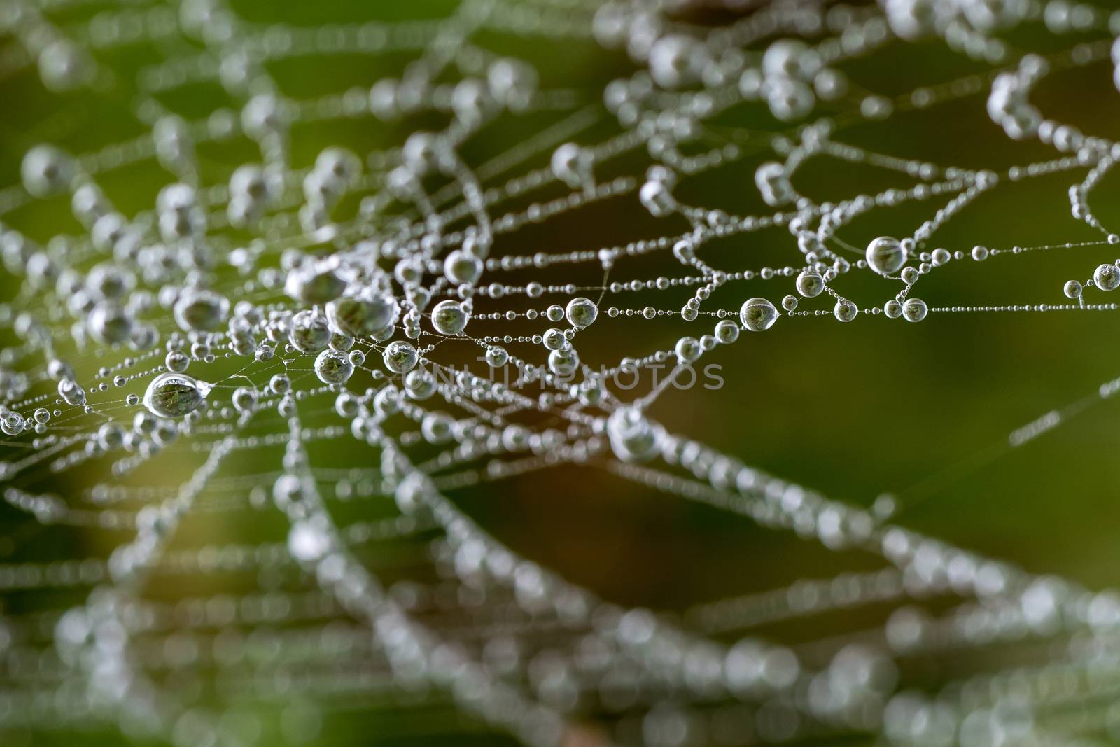 macro photography of cobweb covered in water drops by jmagfoto