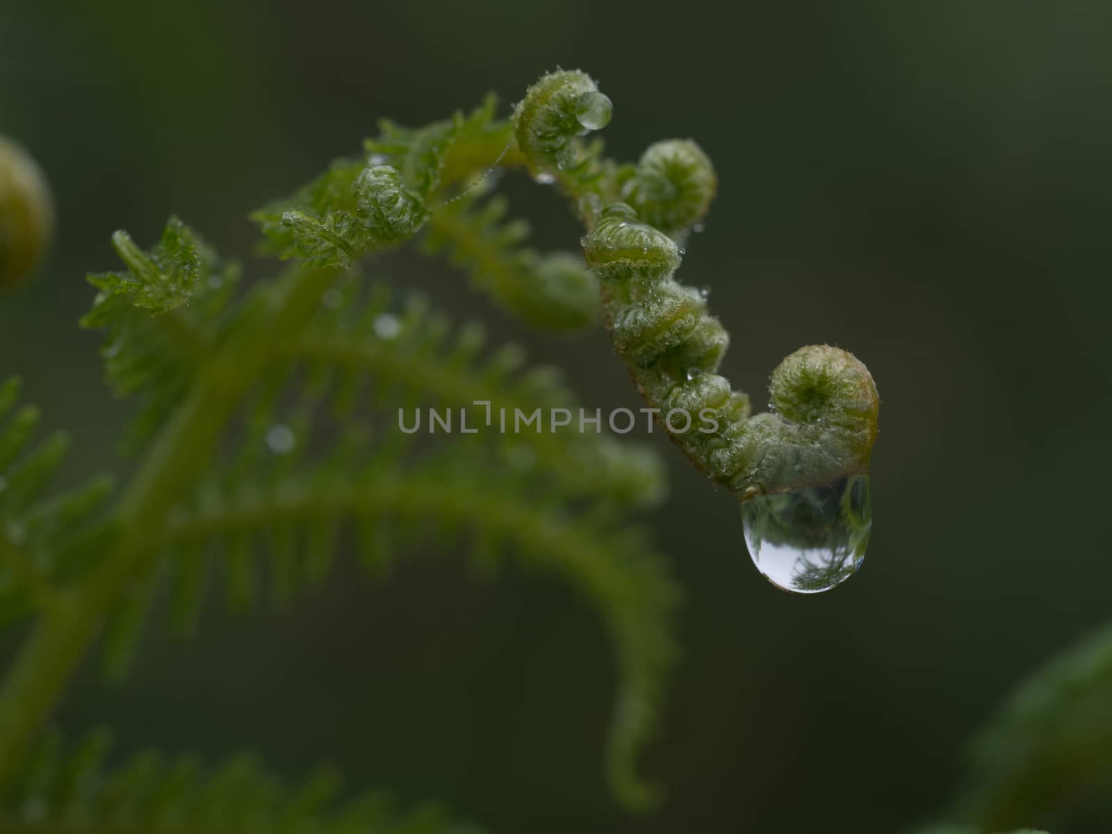 macro photography of green fern with water drop by jmagfoto