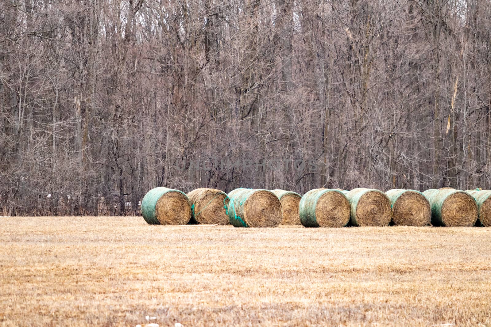 Wrapped Rolls of Hay in a Field by colintemple