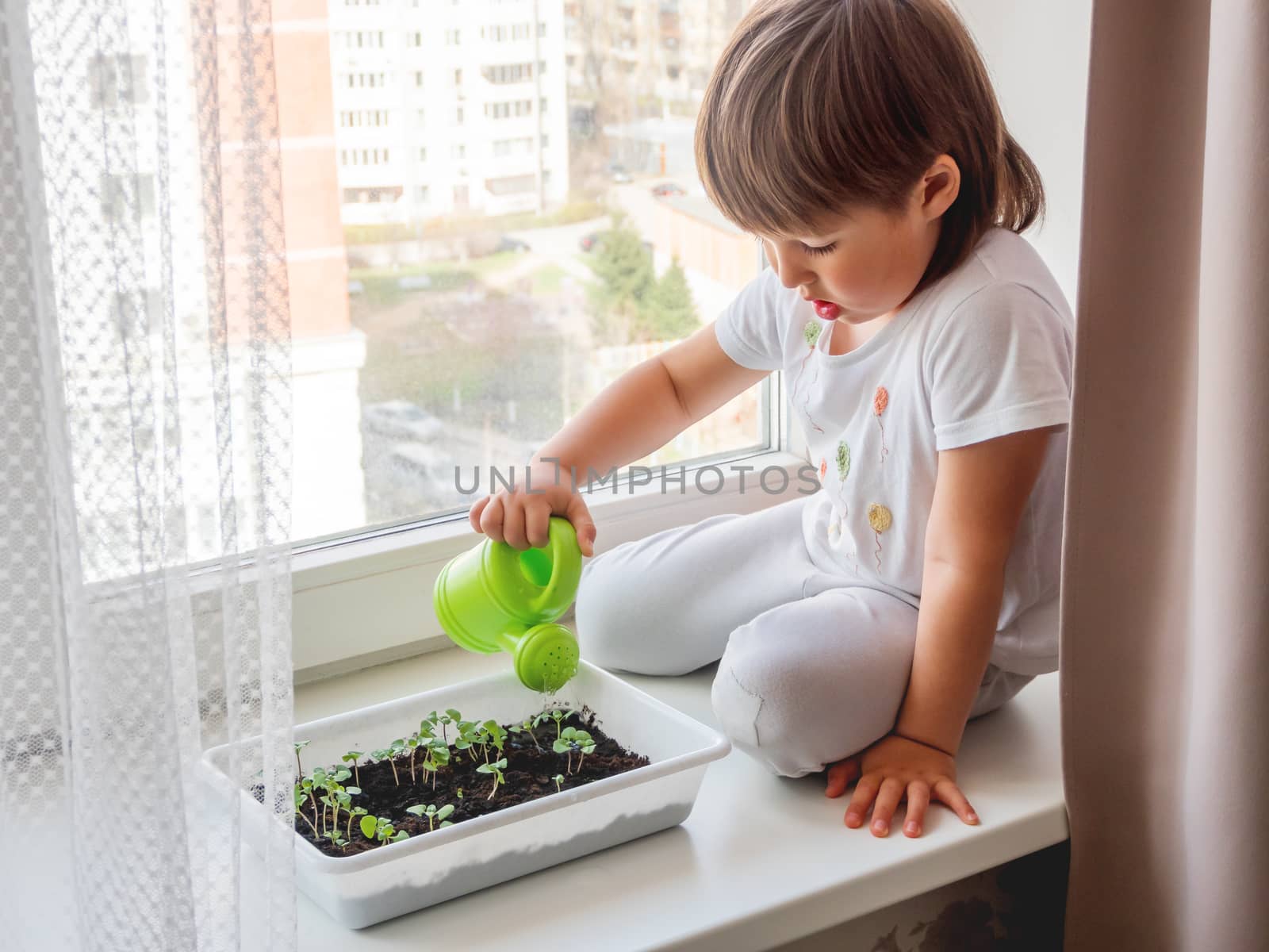 Toddler boy sits on windowsill and waters small green seedlings of basil. Little child with green watering can. Kid's first first duties at home.