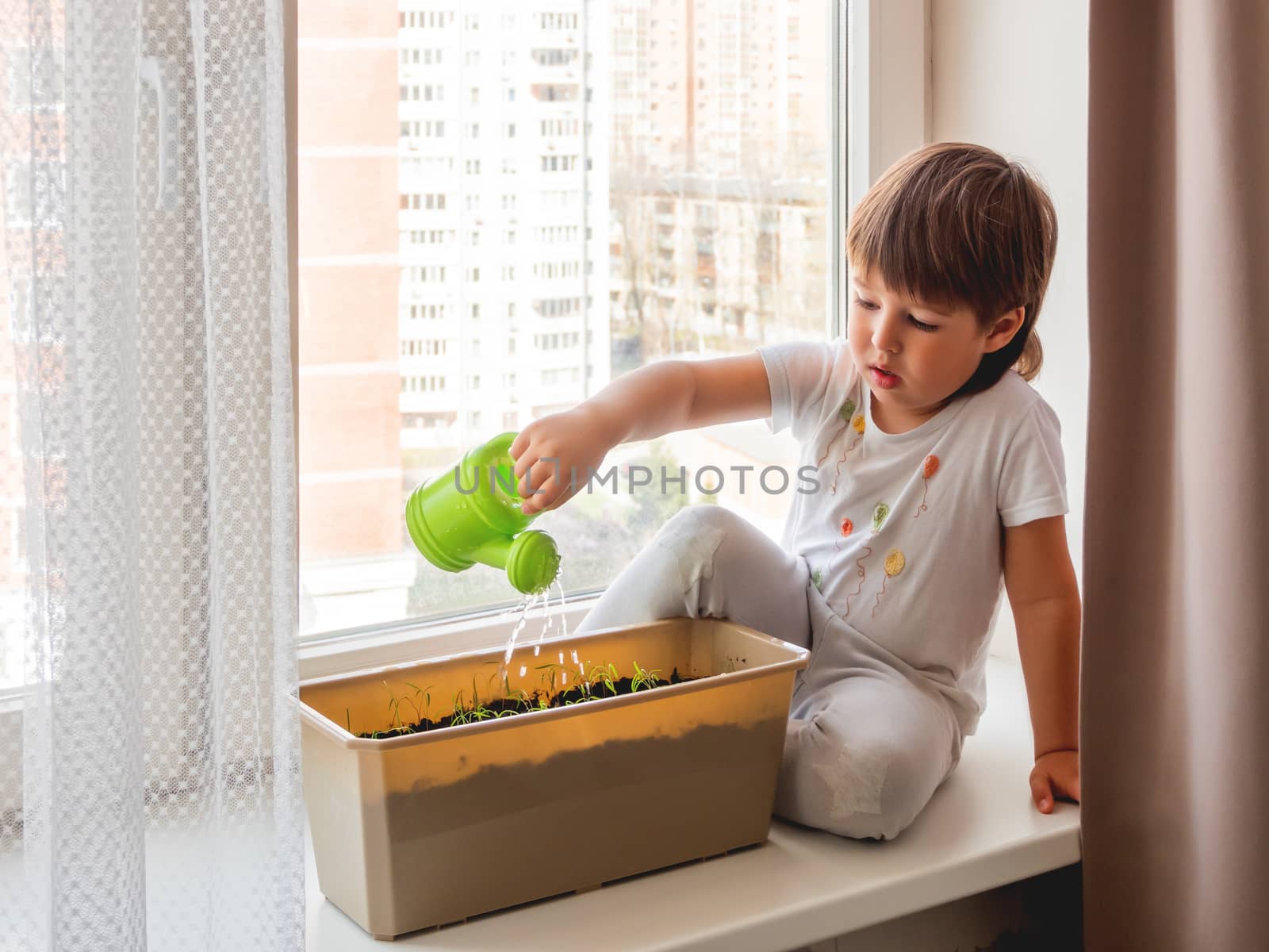 Toddler boy sits on windowsill and waters small green seedlings. Little child with green watering can. Kid's first first duties at home.