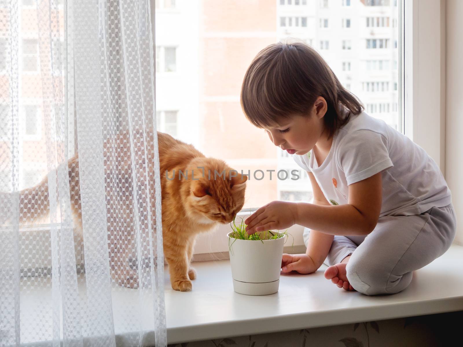 Toddler boy sits on windowsill and feeds cute ginger cat with green grass from flower pot. Little child with fluffy pet. Specially grown plant for domestic animal.