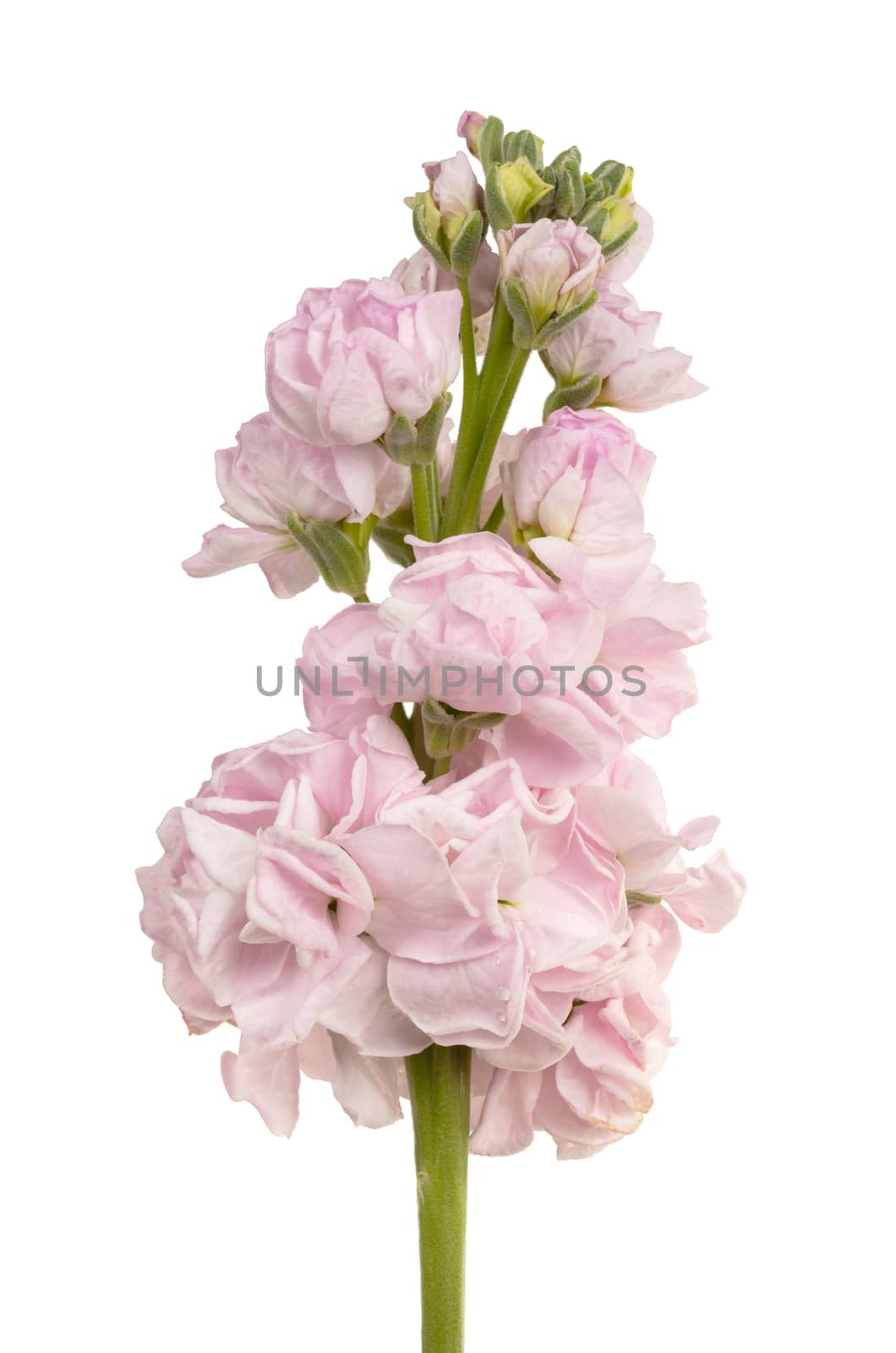Fresh pink flower on a white background by michaklootwijk