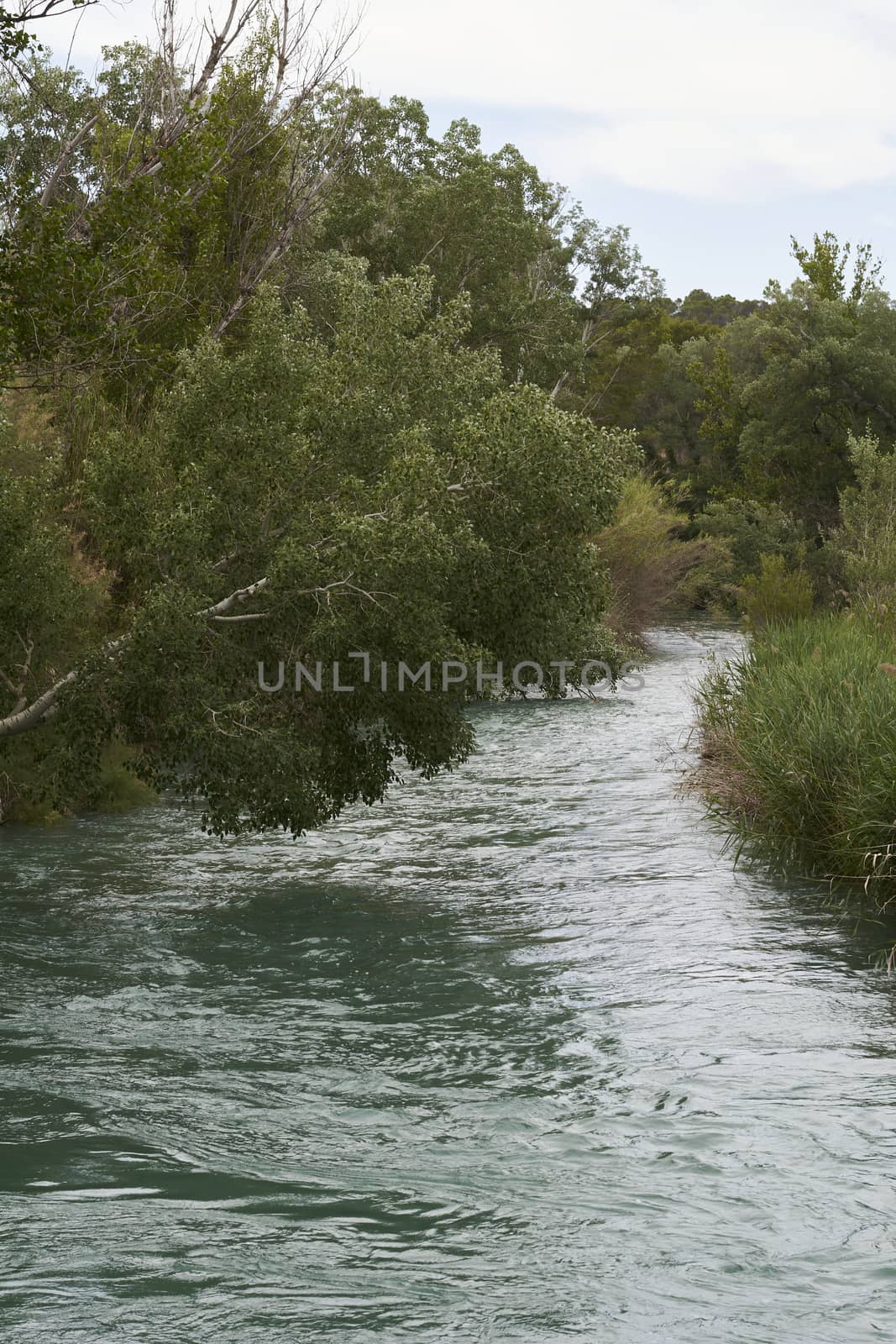 Flowing river among the vegetation, cloudy sky, trees and lush vegetation