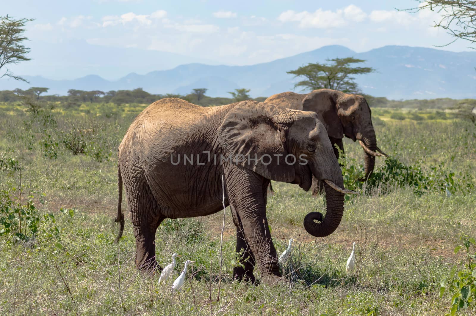 Two elephants in Samburu Park busy taking a bath of pyres in central Kenya