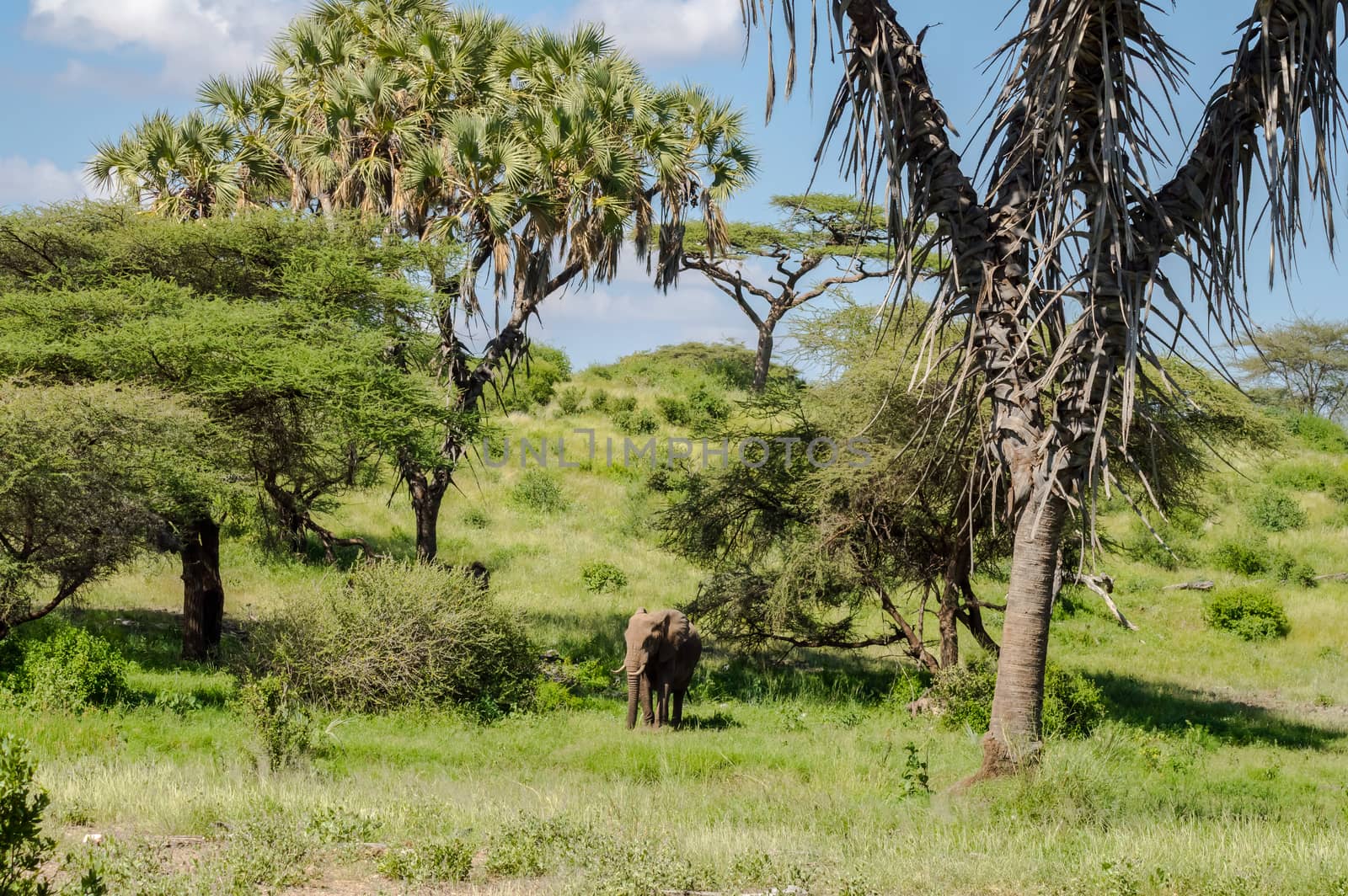 An isolated elephant in the natural habitat of the African savannah of Samburu Park in central Kenya