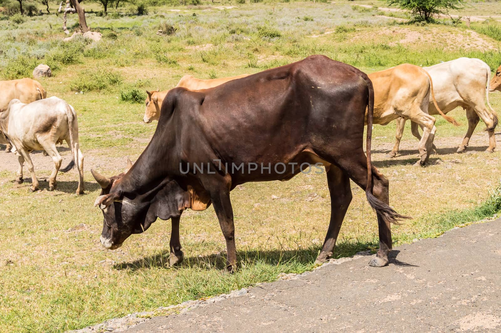 Herd of Cows crossing the road in central Kenya