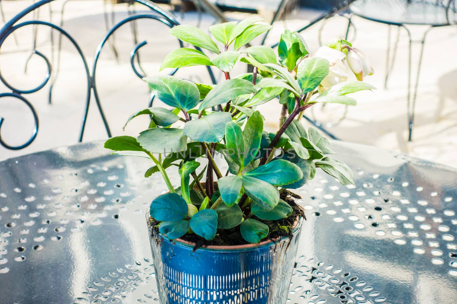 Flower pot on the table of a cafe in Bruges by paddythegolfer