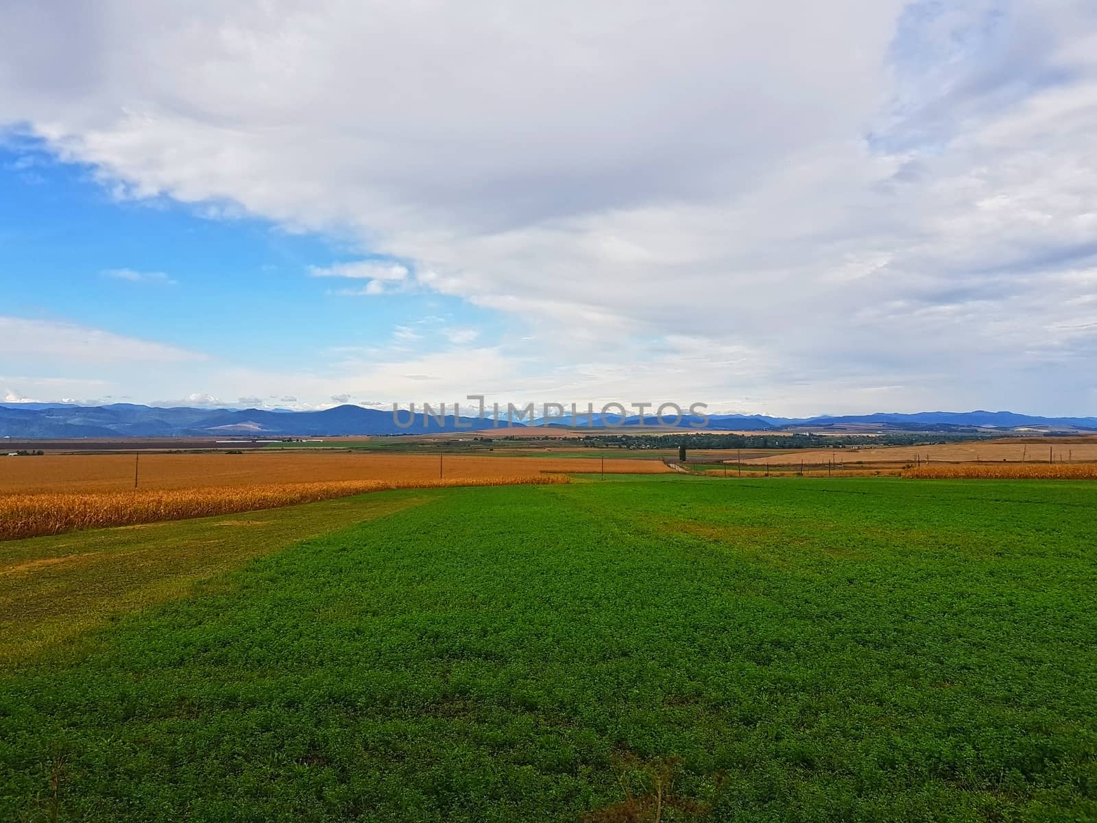 Green and cereal fields and the mountains as background in the summer.
