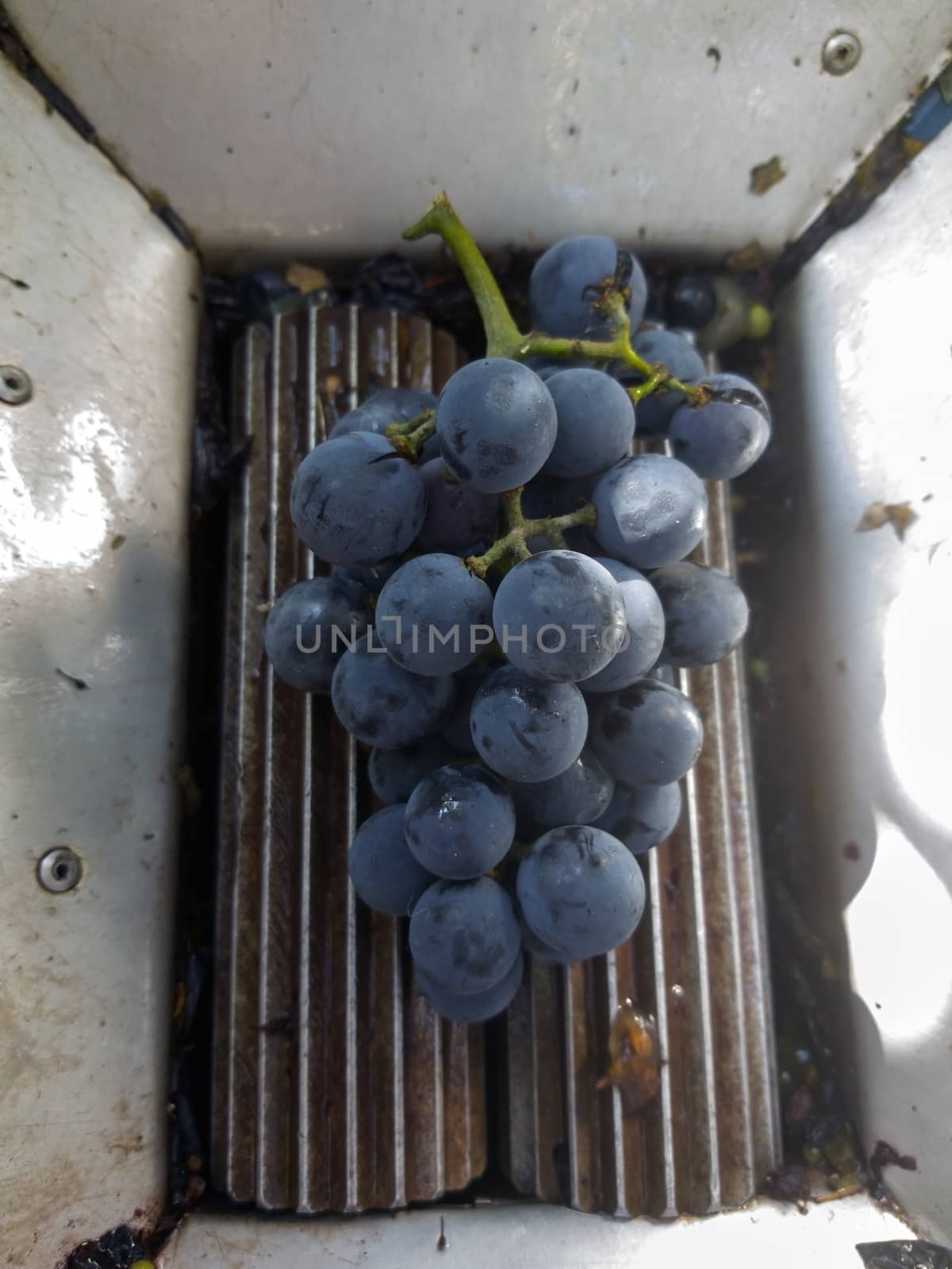 Ripe grape on crusher. Crush the grapes into wine