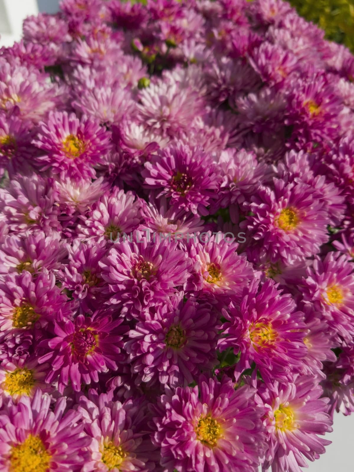 Pink petals with yellow heart flower background