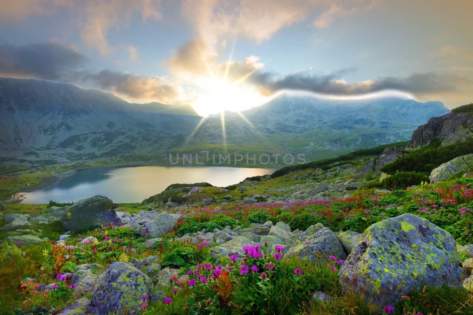 Summer sunset landscape with lake and mountain and many flowers in Retezat National Park