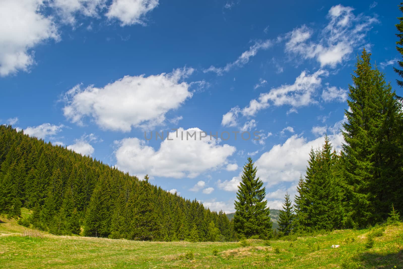 Evergreen tree forest and the blue sky, summer landscape
