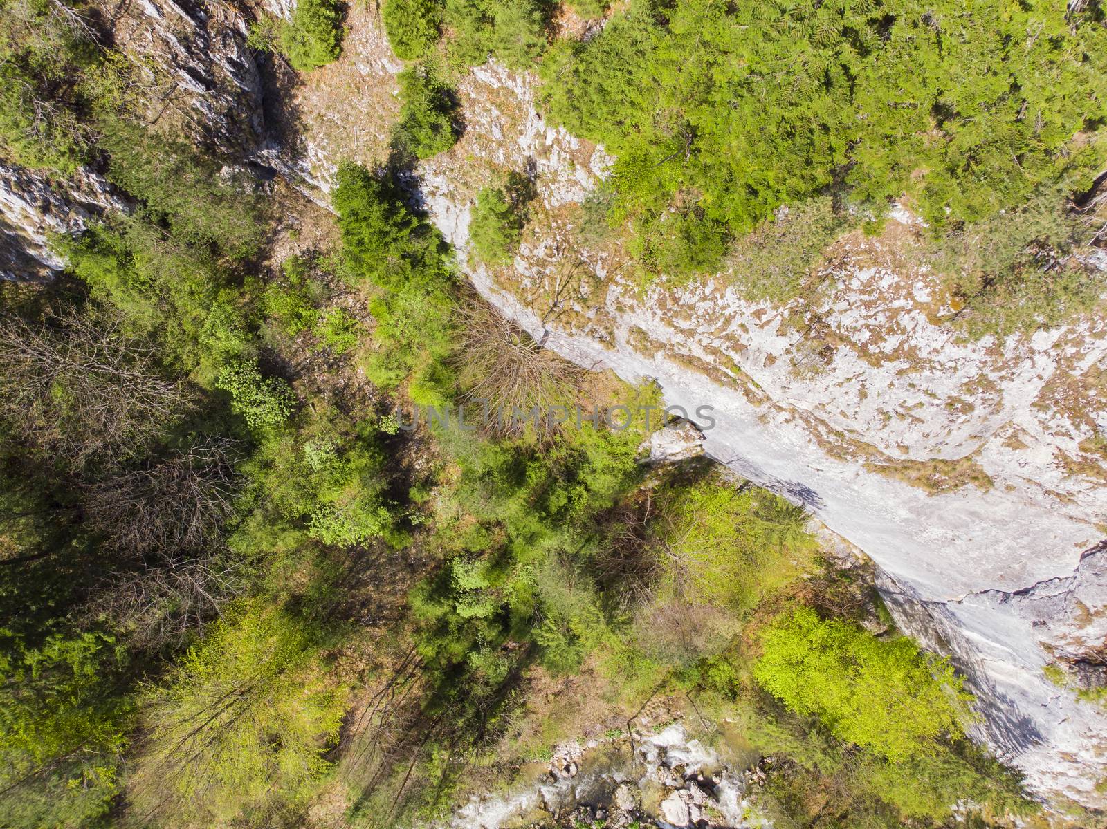 View from above of a rocky wall with some pines in the spring