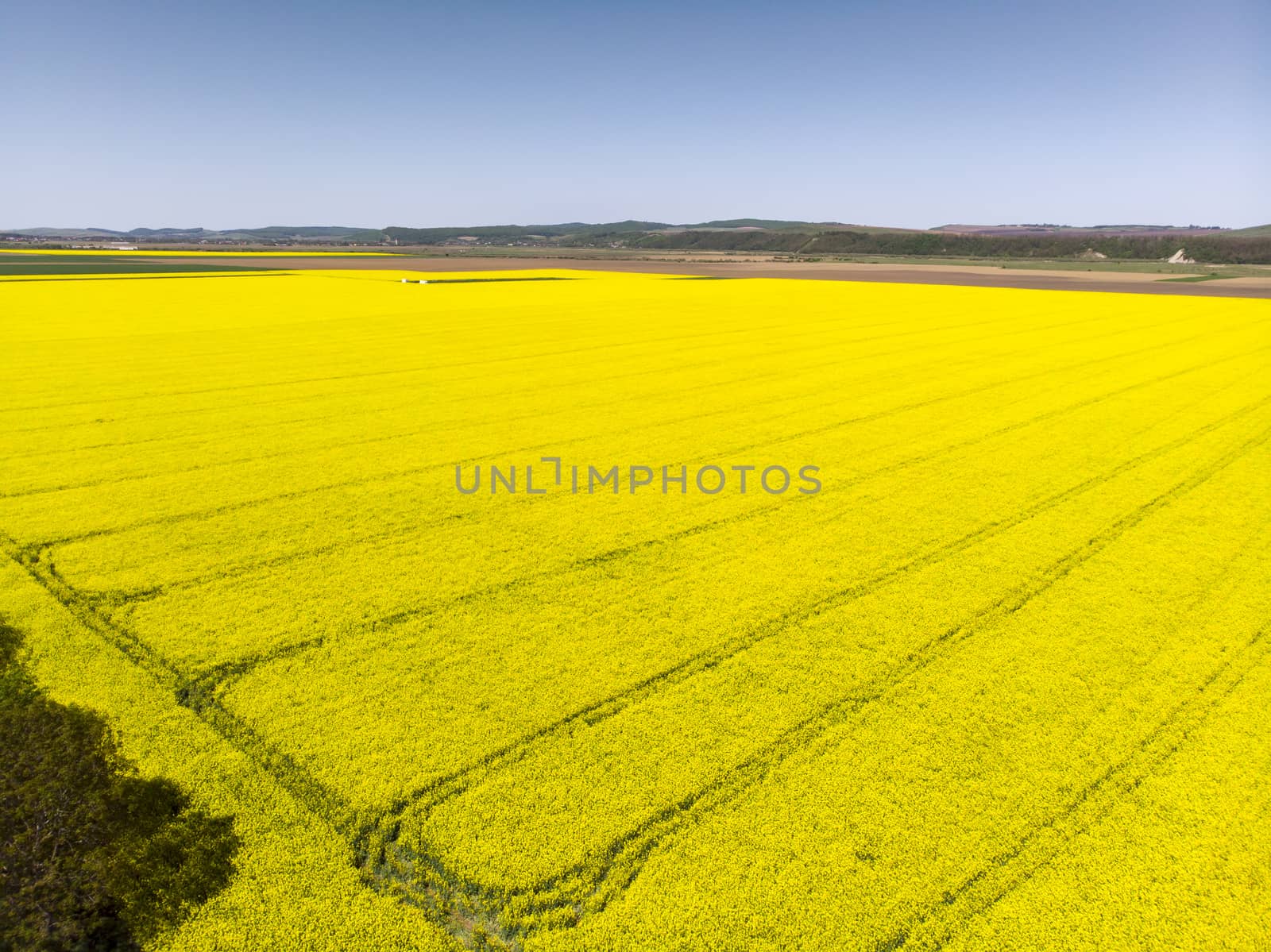 Aerial view of rape field with tractor tracks, beautiful yellow flowering