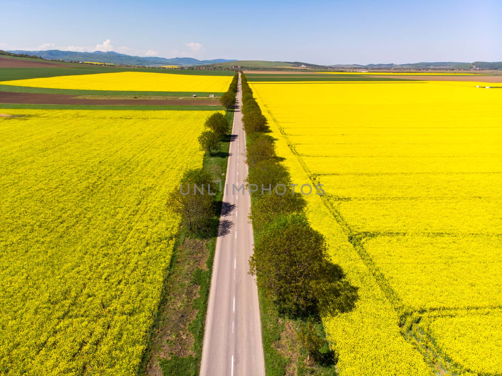 Aerial view of highway and beautiful yellow rape fields.